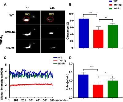 Notoginsenoside R1 (NG-R1) Promoted Lymphatic Drainage Function to Ameliorating Rheumatoid Arthritis in TNF-Tg Mice by Suppressing NF-κB Signaling Pathway